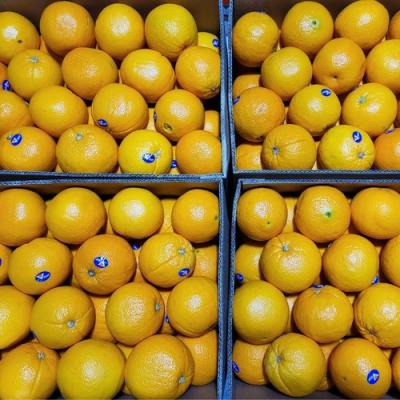 썬키스트 블랙라벨 오렌지 [업소용 대용량] 씨없는 호주산 미국산 네이블 오렌지 오랜지 썬키스트 블랙라벨 Orange 12brix 고당도 (( 8.5kg / 17kg ))