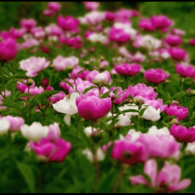 작약꽃 꽃심야생화 작약혼합뿌리묘 - 4개,노지월동,가을식재봄개화
