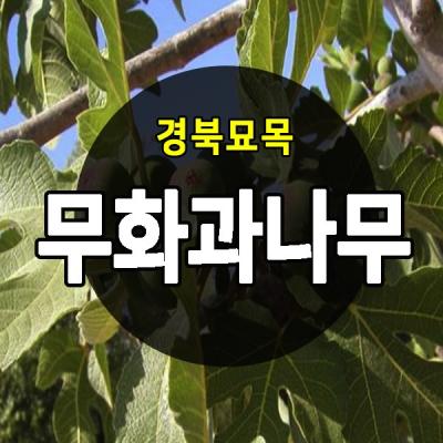 능소화 [경북농원] 무화과나무 특묘목 판매중