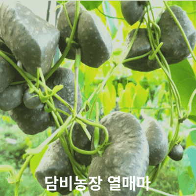 열매마 국내산 무농약 담비농장 열매마 하늘마 넝클마 우주마 줄기마 1kg  2kg 3kg