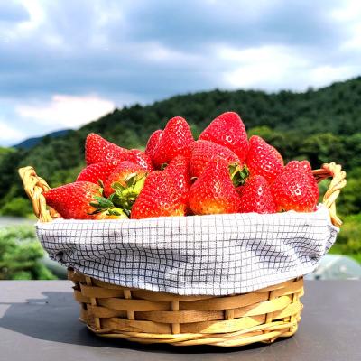 딸기 고냉지 여름딸기 데코용 300g 생딸기 1상자 (15-36과) 과수랜덤